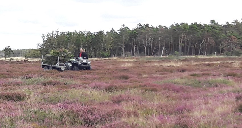 Træk et træ(1).jpg